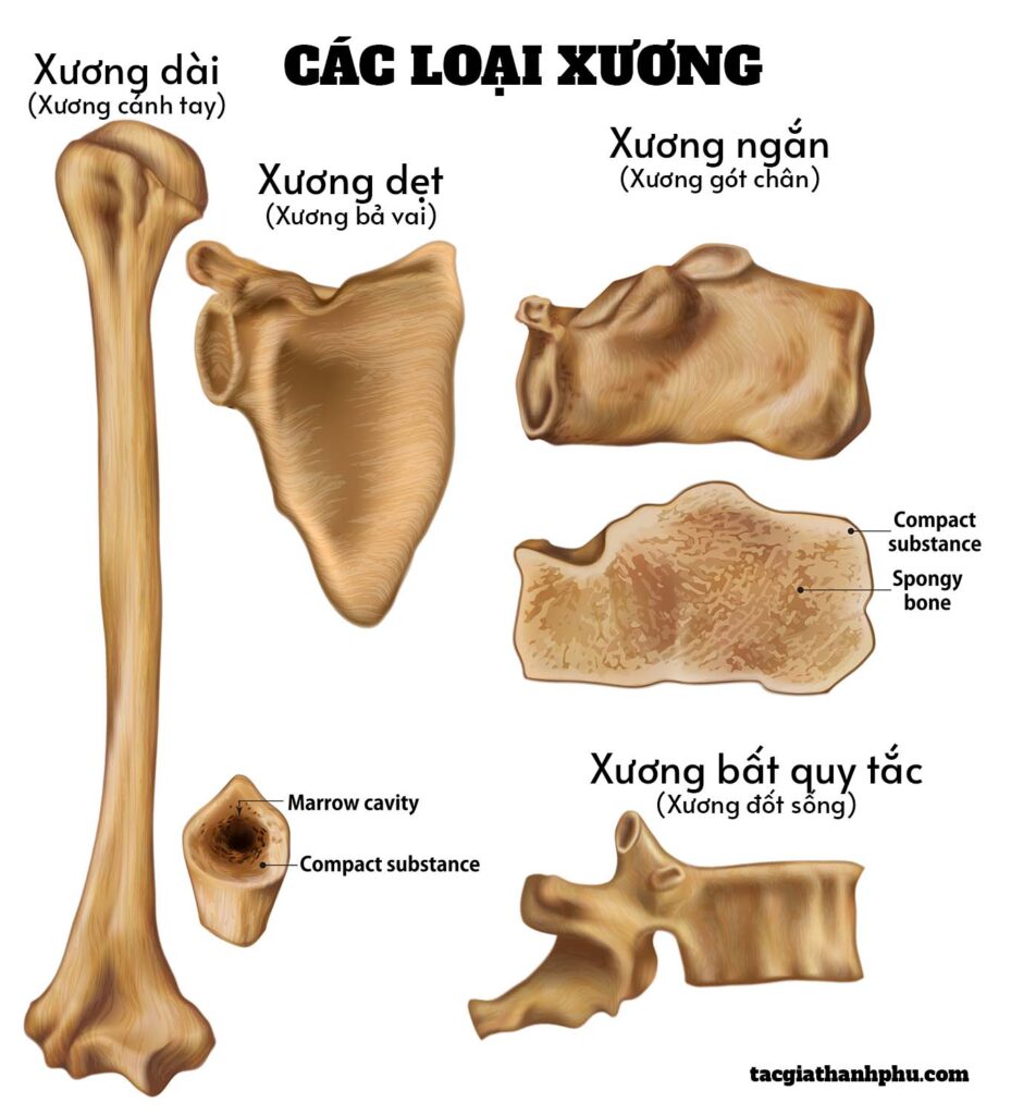 sinh-hoc-giai-phau-hoc-cau-tao-va-chuc-nang-he-xuong-nguoi-human-skeleton-anatomy